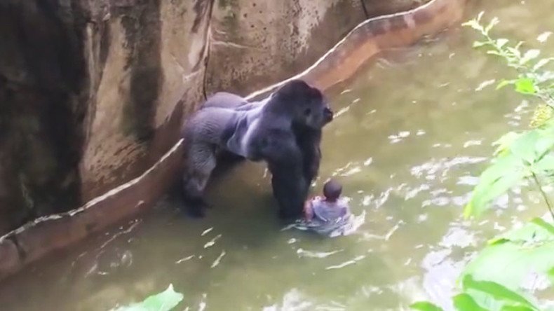 No charges for ‘attentive’ mother in Cincinnati Zoo gorilla death