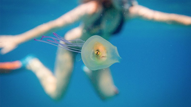 Amazing underwater images show little fish trapped alive inside jellyfish (PHOTOS)