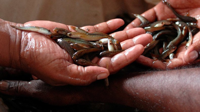 Holy cod: India’s cult cure for respiratory illness includes swallowing live fish (VIDEO)
