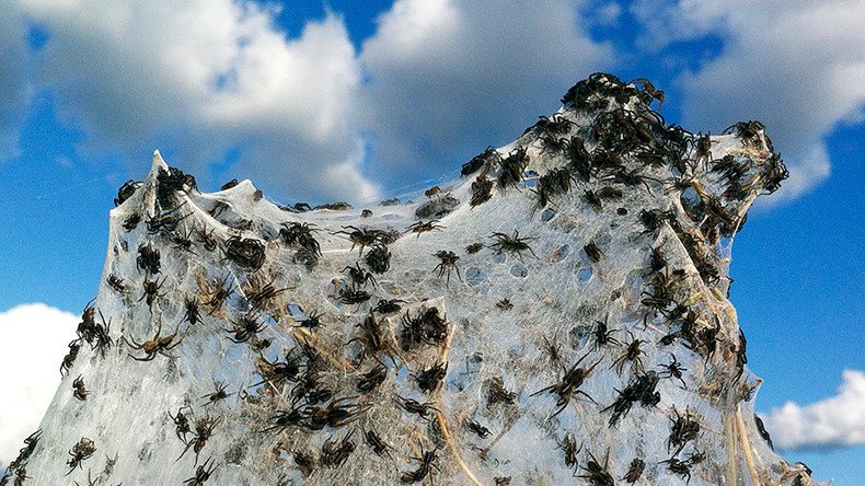Arachnids above: Army of spiders colonize treetops to escape deadly floods (PHOTOS, VIDEO)
