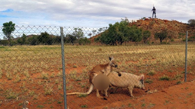 Kangaroo & pig ‘get it on’ Marvin Gaye-style in bizarre Outback romance (PHOTOS)