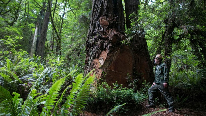 Old growth trees spiked by eco-warriors in Oregon to stop logging