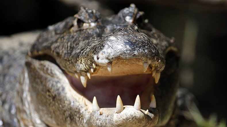 Gator attacks 2yo boy & drags him into water near Disney’s Orlando resort