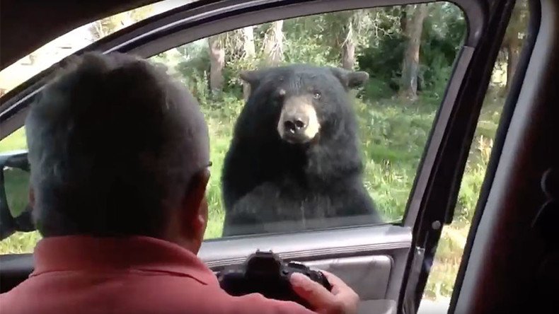 Lock your doors: Yellowstone bears figure out how to open cars (VIDEO)
