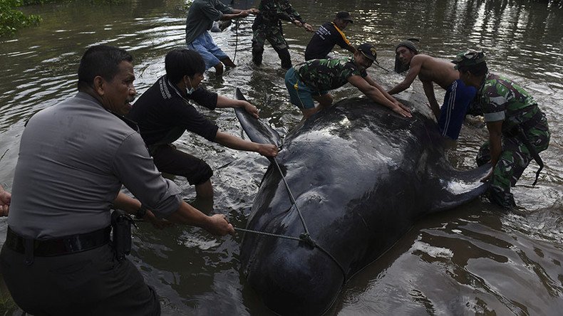 At least 10 whales die, more set to perish after mass stranding off Indonesia (PHOTOS)