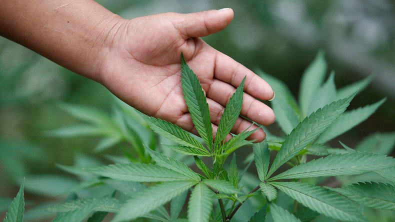 Microsoft builds software for legal marijuana industry