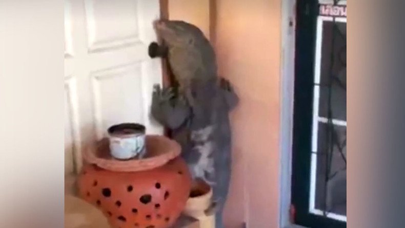 Giant monitor lizard tries to break into Thai home as horrified family looks on (VIDEO)