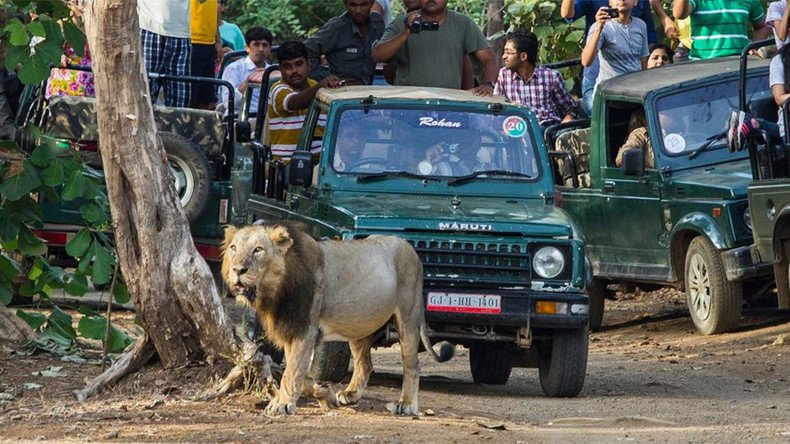 Man-eaters: 3 lions given ‘life sentence’ in India after killing & eating humans