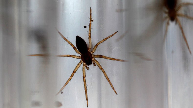 400 massive spiders have just been set loose in Britain… sleep tight
