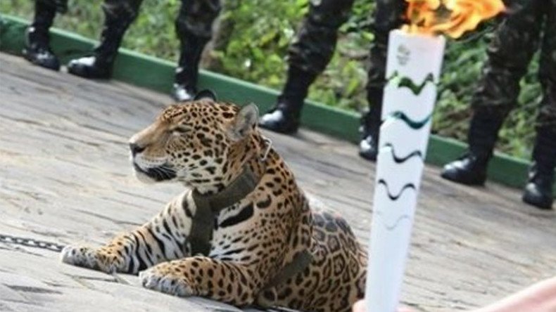 Olympic mascot jaguar shot dead while escaping after Rio 2016 ceremony — RT  Viral