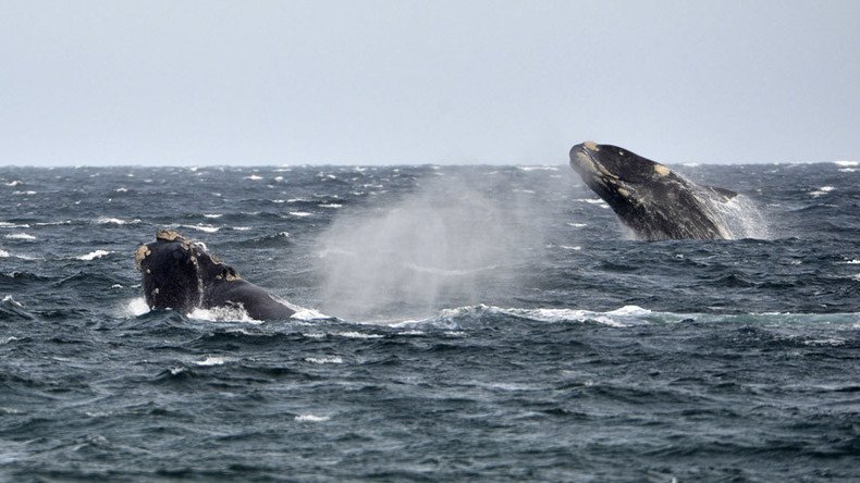 Iceland firm offers England team free whale-watching trip to soothe 'upcoming loss' at Euro 2016