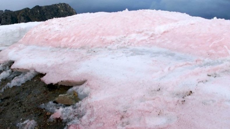 Not so pretty in pink: Arctic cotton candy-colored snow may be warning sign