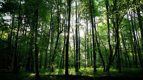 Poland in trouble with EU over tree-clearing at UNESCO-protected forest 