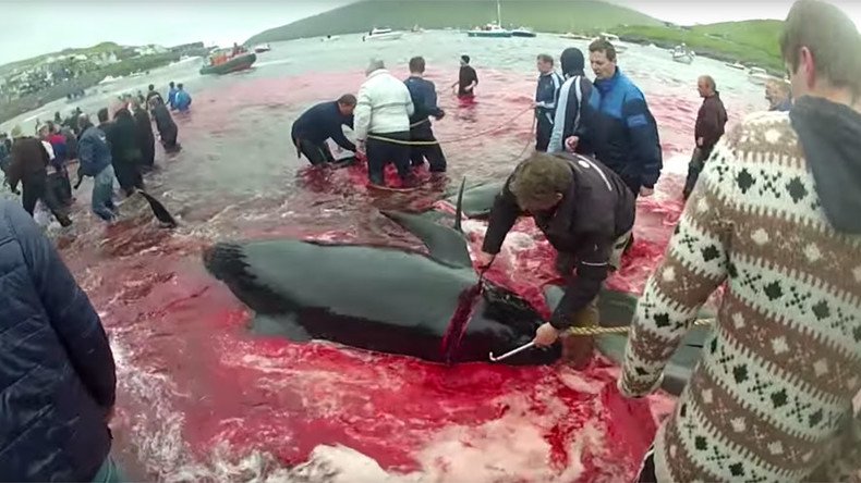 Water turns red as Faroe Islanders slaughter dozens of whales by hand (GRAPHIC PHOTOS)