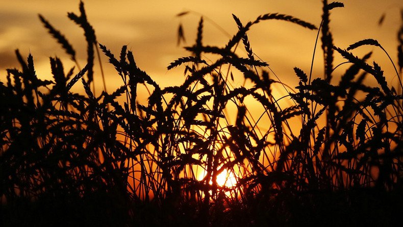 Russia set for record grain production in 2016 - UN