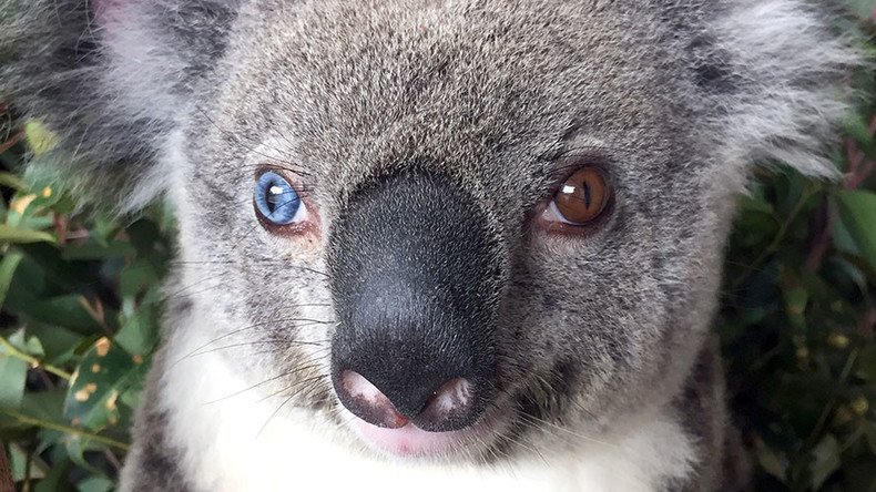 Stars in her eyes: ‘Bowie the koala’ rocks music visionary’s iconic gaze