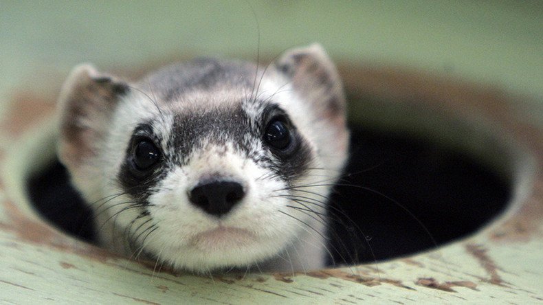 Vaccine-laden M&M’s to be distributed via drone for endangered ferrets