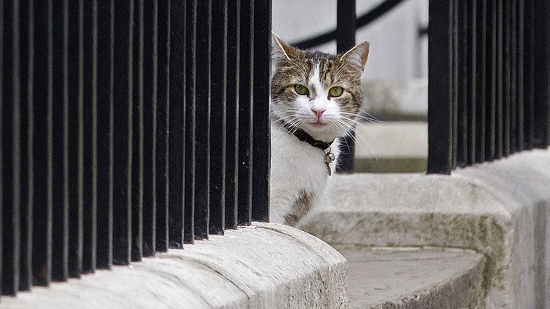 ‘I love Larry the Downing Street cat & I’ll prove it!’ Cameron tells MPs