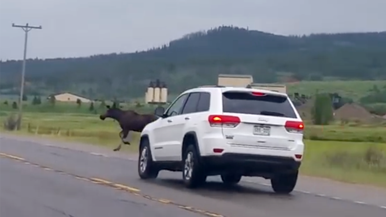 Moose miraculously survives extreme crash with SUV (GRAPHIC VIDEO)