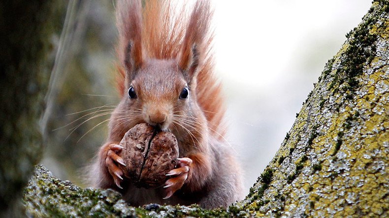 Pack of squirrels attack Cornish child, leaving him pouring blood