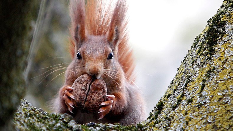 Pack of squirrels attack Cornish child, leaving him pouring blood