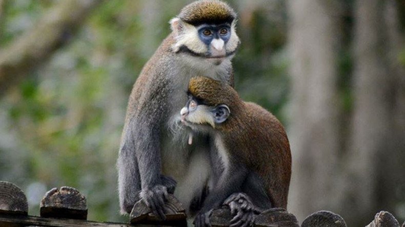 Dogs kill 3 monkeys in night-time raid on Louisiana zoo