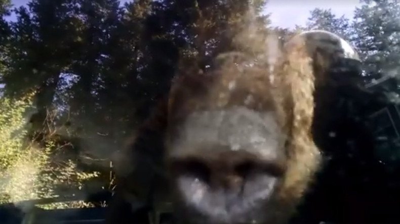 Forest felon: Carjacking bear found trapped in Colorado vehicle (VIDEO)