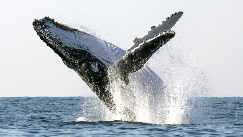 US Navy ordered to protect whales by lowering sonar levels