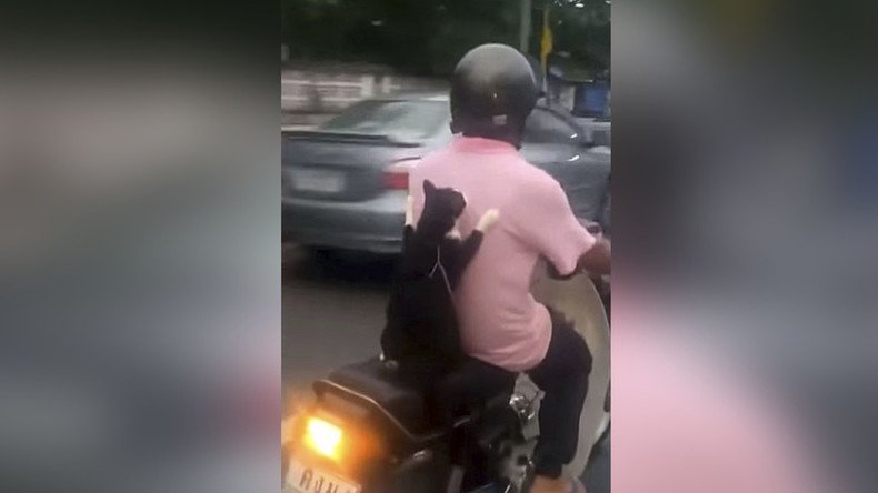 Feline cat-ching ride on back of scooter is best thing you’ll see today (VIDEO)