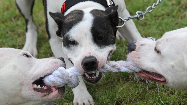 Woof justice? 100k sign petition to save #DeathRowDog as breeding laws slammed
