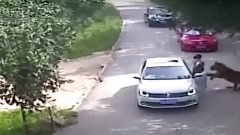 Tiger mauls woman to death at Chinese wildlife park (VIDEO)