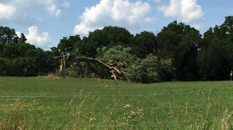 Get busy living, or get busy dying: Iconic tree from ‘Shawshank Redemption’ uprooted in storm
