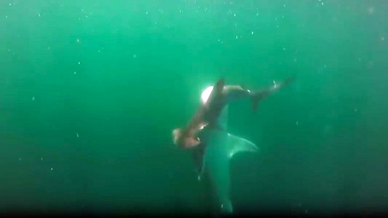 Hammerhead vs tiger shark: Ferocious undersea battle caught on camera (VIDEO)
