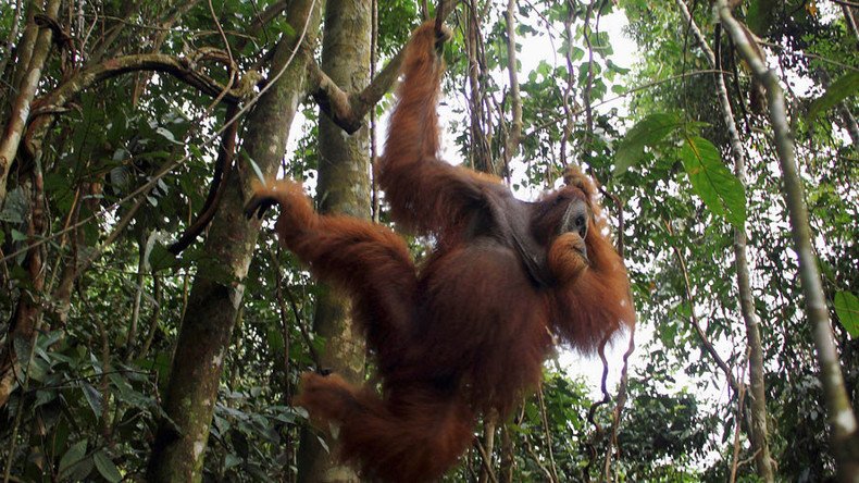 Orangutan wows scientists by aping human speech