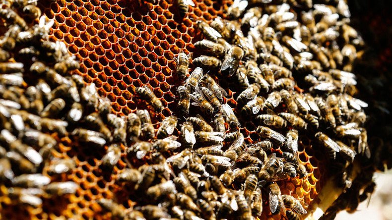 Common pesticide kills up to 40% of sperm in bees, possibly leading to shrinking population – study
