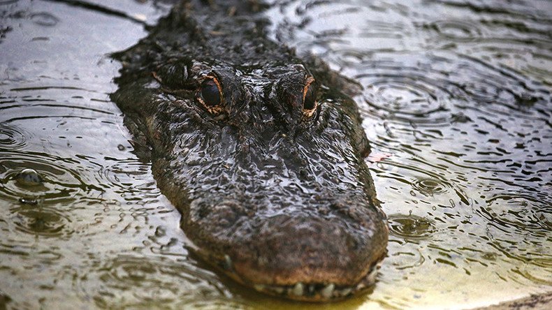 90yo woman killed at nursing home in S. Carolina’s first fatal alligator attack 