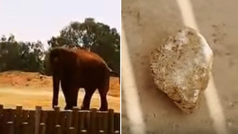 Girl dies in freak accident at Moroccan zoo when elephant hurls rock, hitting her on head (VIDEO)