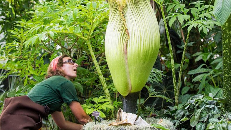 A rare ‘corpse flower’ is blooming in New York and it stinks (VIDEO ...