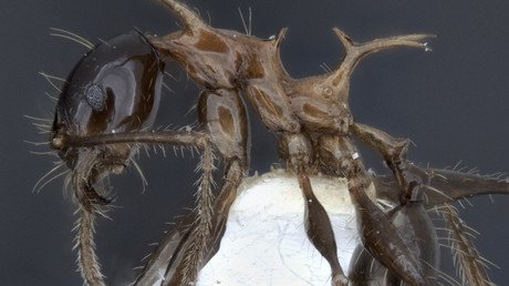 Scientists discover two new species resembling GoT dragons (VIDEO)