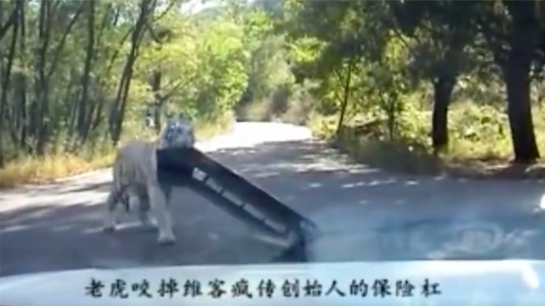 Tiger strikes again at Beijing park where woman was mauled to death (VIDEO)