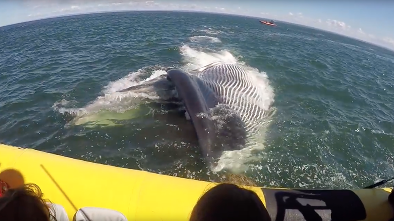 Giant fin whale makes rare appearance, misses tourist boat by inches (VIDEOS)