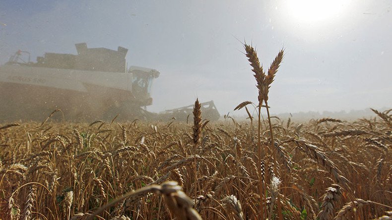 Egypt to buy 60,000 tons of Russian wheat