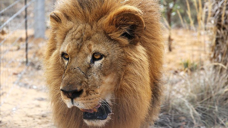 Lion on the loose': Are big cats really roaming the wilds of Britain? — RT  UK News