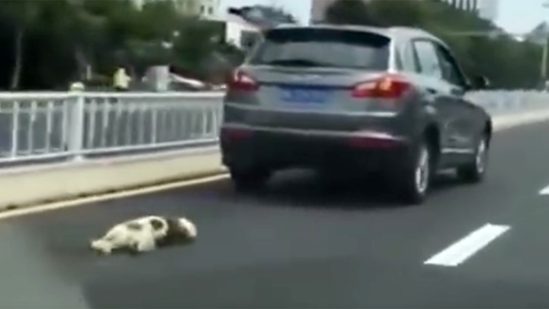 Dog dragged to death behind owner’s car sparks angry mob in China (GRAPHIC VIDEO)