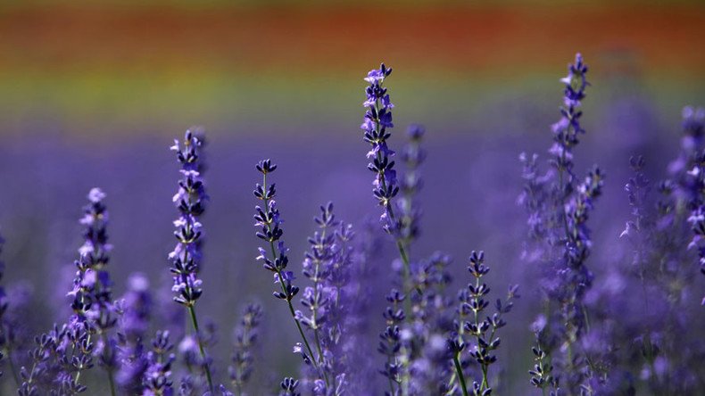 'Health worker' fined for advising patient to swap HIV drugs for lavender & essential oils