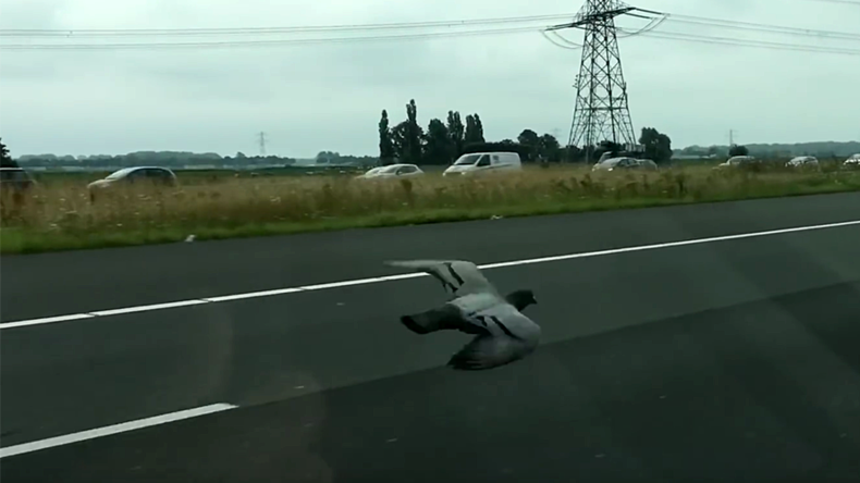 F1 racing pigeon? Bird breaks 100kph on Dutch highway (VIDEO)