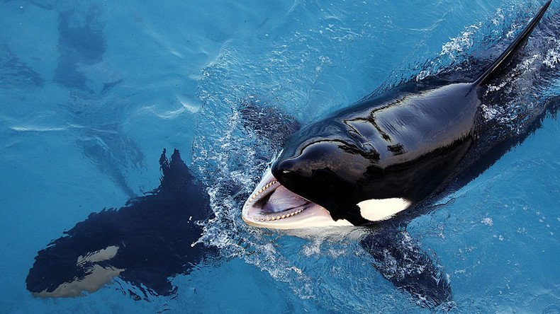 Killer whales stuck in shallow water saved by fishermen in Russia’s Far East (VIDEO)