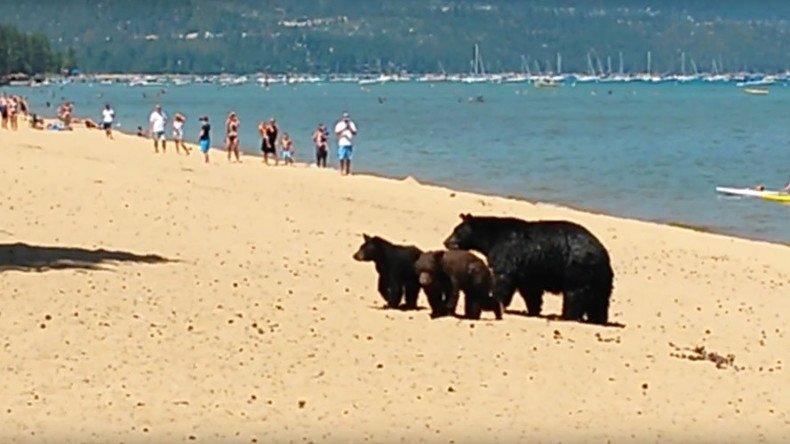 Three bears invade packed Lake Tahoe beach during California drought (VIDEO)