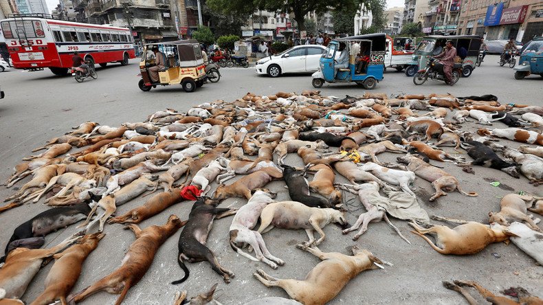 ‘Cruelty’: People outraged as Karachi authorities poison at least 700 stray dogs 