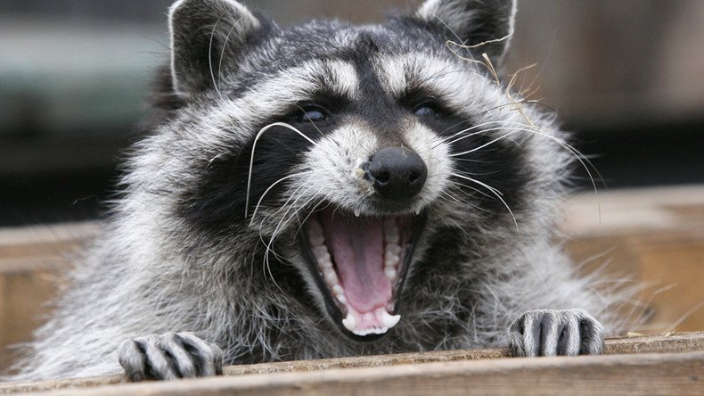 Prankster ties ‘get well soon’ balloon to road-kill raccoon (PHOTO)